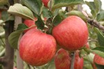 jablka- jonagored - insad - prusy