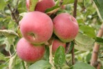 jablka- cortland - insad - prusy