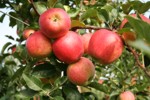 jablka- gala - insad - prusy